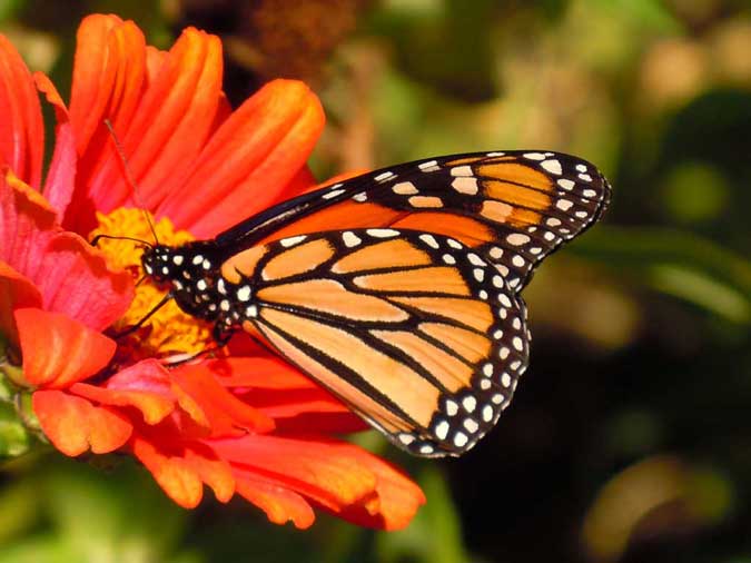 Monarch Butterfly on Zinnia II