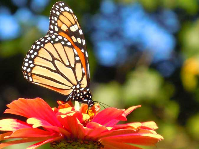 Monarch Butterfly on Zinnia III