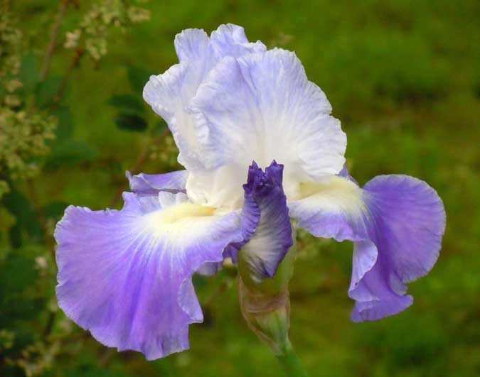 White & Purple Iris
