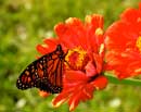 Monarch Butterfly on Zinnia I