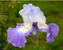 White & Purple Iris