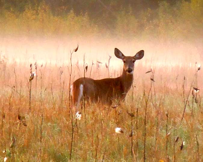 Deer in Milkweed