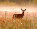 Deer in Milkweed