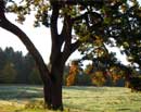 Oak Tree in Field