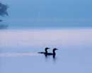 Two Loons on Misty Water