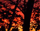 Blazing Sunset with Trees