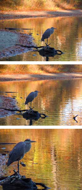 Great Blue Heron at Walden Pond
