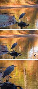 Great Blue Heron, Walden Pond