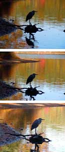 Great Blue Heron, Walden Pond