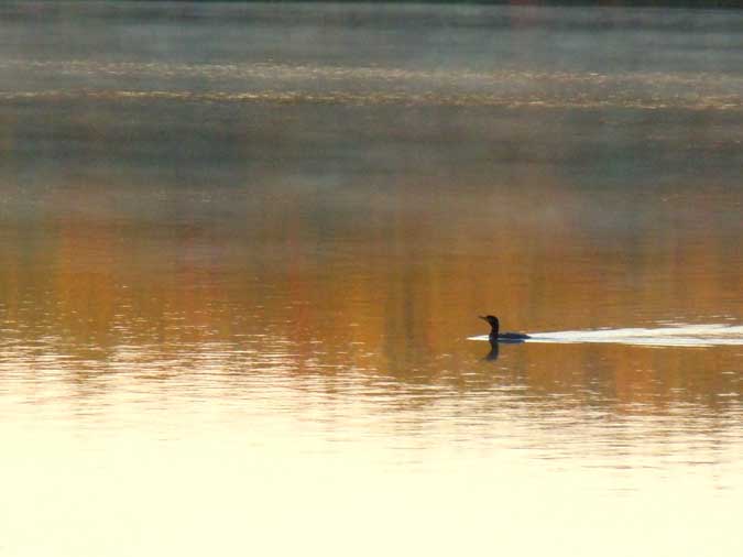 Duck on Autumn Water