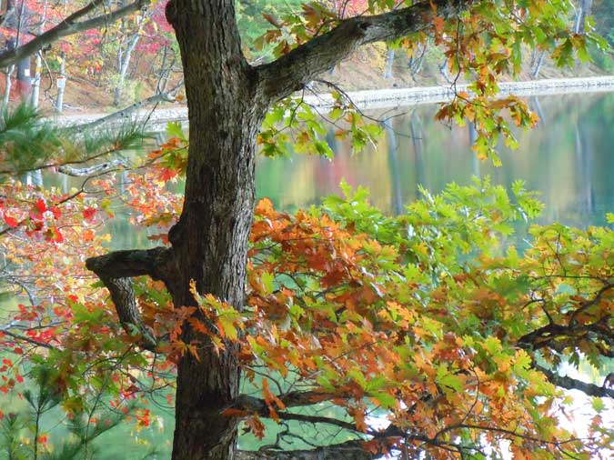 Autumn Oak at Walden II