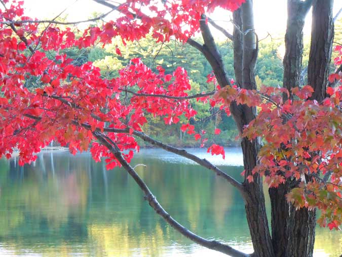 Walden Pond in Autumn IV