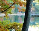Autumn Oak at Walden I
