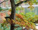 Autumn Oak at Walden II