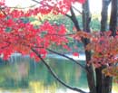 Walden Pond in Autumn IV