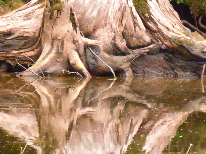 Tree Trunk Reflections